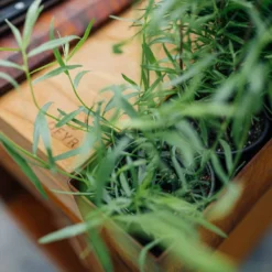 Brasero Plancha Island Corten PRO 100 Bois De Teck + Housse - Ofyr 12 Brasero Plancha Island Corten PRO 100 Bois De Teck + Housse - Ofyr -Weber King Boutique ofyr island pro 100 teck 2020000022121 5